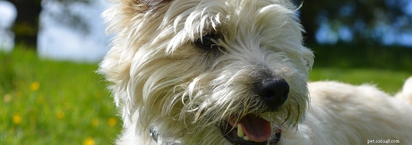 Cairn Terriers – Problemas e doenças comuns de saúde