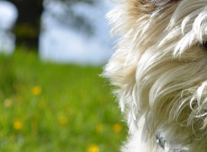 Cairn Terriers – 일반적인 건강 문제 및 질병