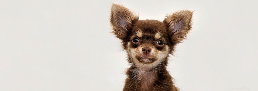 Chihuahua s – Veelvoorkomende gezondheidsproblemen en ziekten
