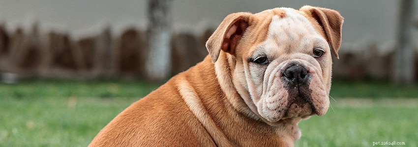 Bulldogs ingleses – problemas de saúde e doenças comuns