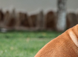 Engelska bulldoggar – vanliga hälsoproblem och sjukdomar