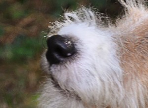Fox Terriers – Problemas de saúde e doenças comuns