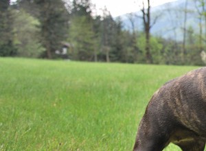 Franska bulldoggar – vanliga hälsoproblem och sjukdomar