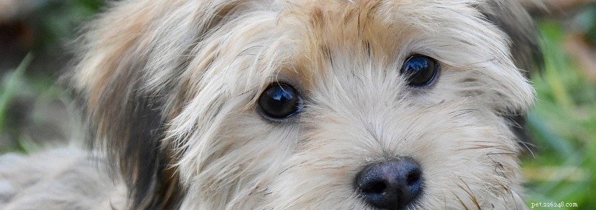 ハバニーズ犬–一般的な健康問題と病気 