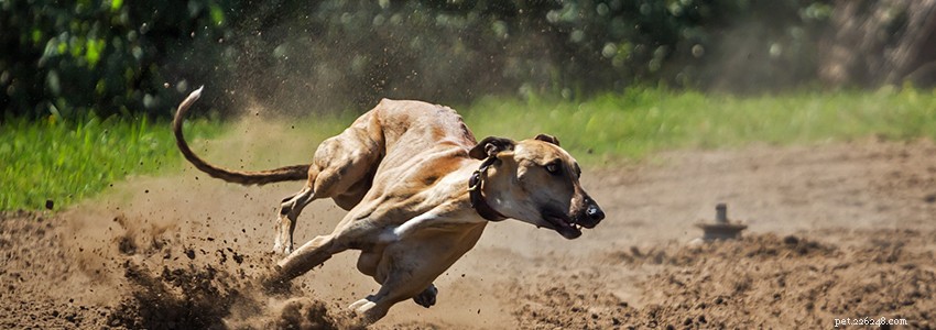 Greyhounds – Veelvoorkomende gezondheidsproblemen en ziekten