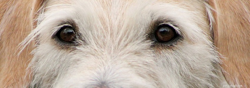 Irští vlkodavi – běžné zdravotní problémy a nemoci