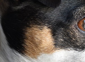 Jack Russell Terriers – vanliga hälsoproblem och sjukdomar