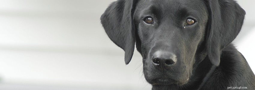 Labrador retrievers – Problèmes de santé et maladies courants