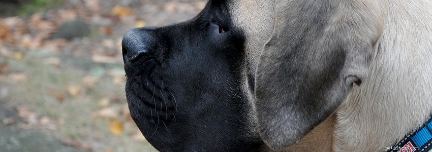 Dogues – Problèmes de santé et maladies courants