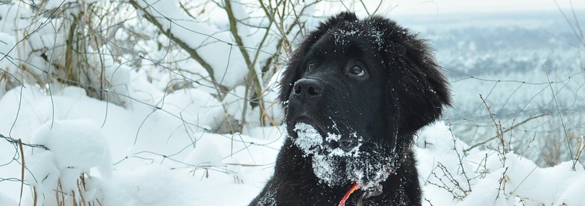 Собаки ньюфаундленда – общие проблемы со здоровьем и болезни