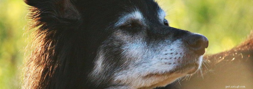 Cani da pastore dell inglese antico – Problemi di salute e malattie comuni