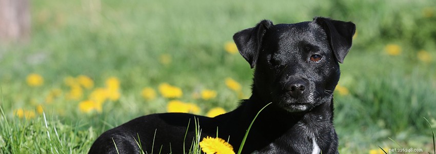 Patterdale Terrier – vanliga hälsoproblem och sjukdomar