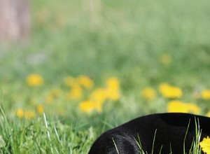 Patterdale Terriers – Problemas e doenças comuns de saúde