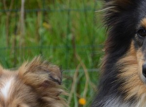 Cães pastores de Shetland – Problemas e doenças comuns de saúde