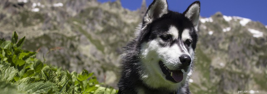 Huskies Siberianos – Problemas e Doenças Comuns de Saúde