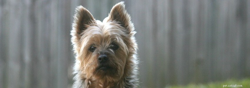 Silky Terriers – Problemas de saúde e doenças comuns