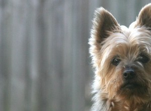 Silky Terriers – Problemas de saúde e doenças comuns