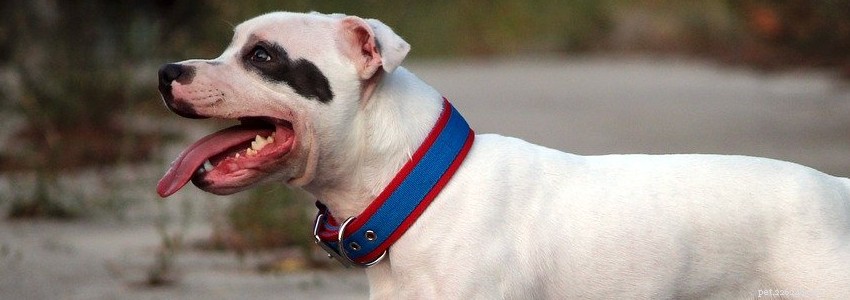 Staffordshire Bull Terriers – 일반적인 건강 문제 및 질병
