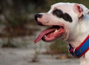 Staffordshire Bull Terriers – vanliga hälsoproblem och sjukdomar
