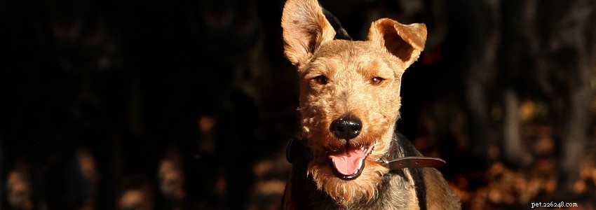 Welsh Terriers – Problèmes de santé courants et maladies