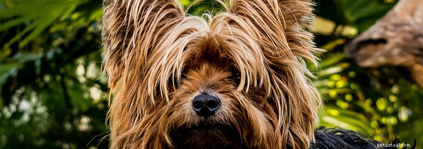 Yorkshire Terriers – Problemas de saúde e doenças comuns