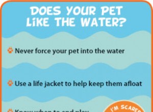 ペットの飼い主のための水の安全のヒント 