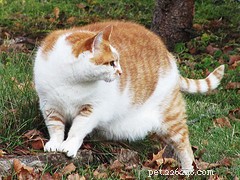5 eenvoudige stappen om obesitas bij huisdieren te voorkomen