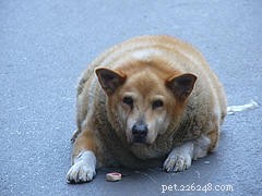 5 semplici passaggi per prevenire l obesità degli animali domestici