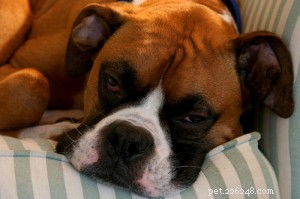Hartwormpreventie:het hart van uw hond gezond houden