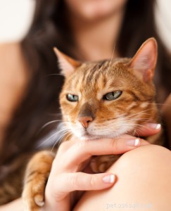 Alguns cuidados com os gatos podem ser deixados para os profissionais