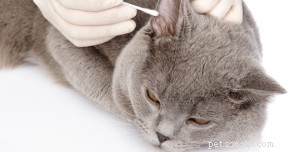 Alguns cuidados com os gatos podem ser deixados para os profissionais