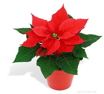 Pericoli durante le vacanze:piante velenose popolari durante le festività natalizie