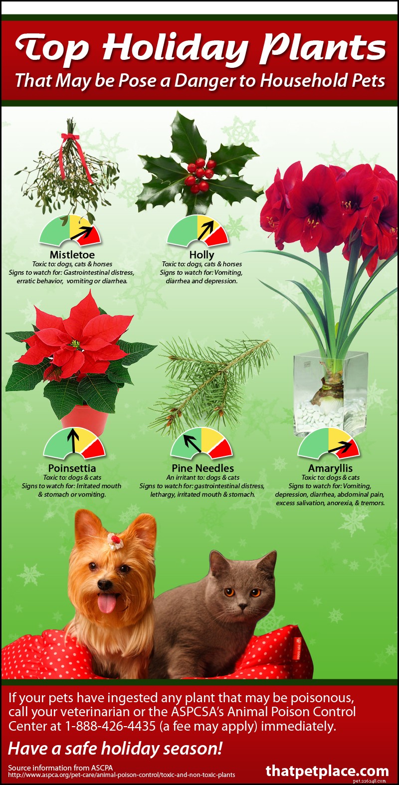 Pericoli durante le vacanze:piante velenose popolari durante le festività natalizie