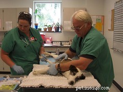 Bewustwording van dierenkanker:vroeg ontdekt, kanker niet langer een doodvonnis voor huisdieren