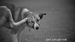 Hoe vlooienallergiedermatitis bij honden te behandelen en te voorkomen