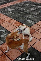 Hoe vlooienallergiedermatitis bij honden te behandelen en te voorkomen