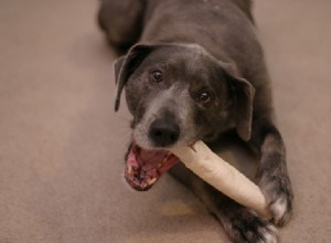 最高の犬のおやつ–あなたの犬の仲間のためのおいしいお気に入り 