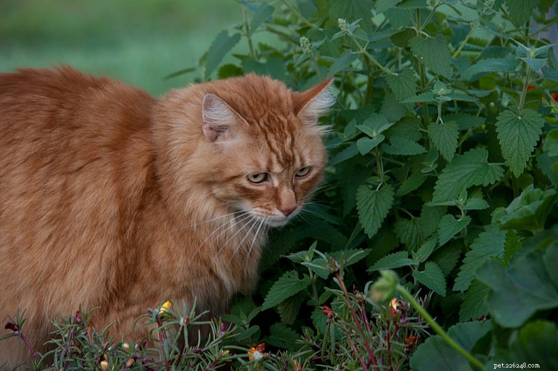 Catnip – Fatos interessantes e perguntas frequentes sobre a erva preferida do seu gato