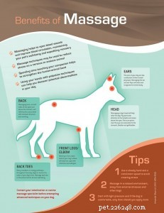 Jak masírovat psa | stát se masérkou vašeho psa