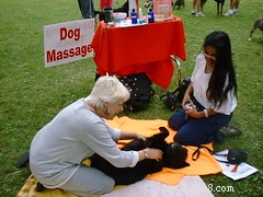 Hoe een hond te masseren | de masseuse van uw hond worden