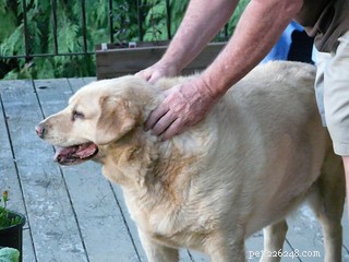 Hur man masserar en hund | bli din hunds massör