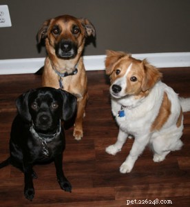 Uppdatering för hunddieter:Hur hemlagad hundmat har förbättrat mina hundars hälsa