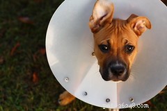Cirurgia de animais de estimação | Produtos que ajudam nos cuidados após a cirurgia