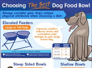 당신의 강아지에게 적합한 강아지 그릇 선택하기