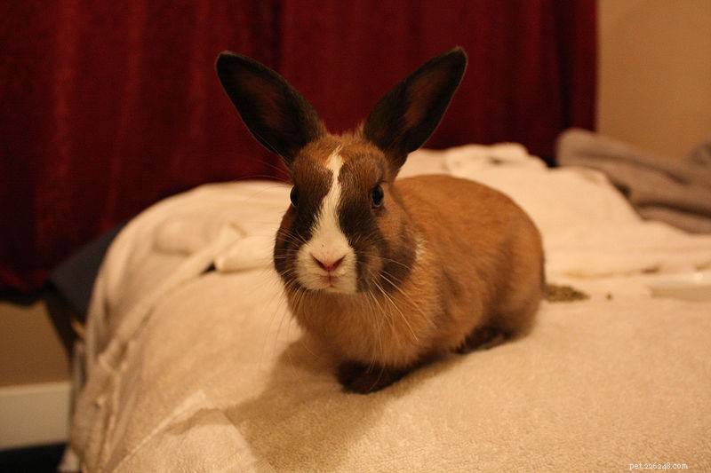Zdraví králíků:Jak špatně zarovnaná čelist málem zabila mého králíka