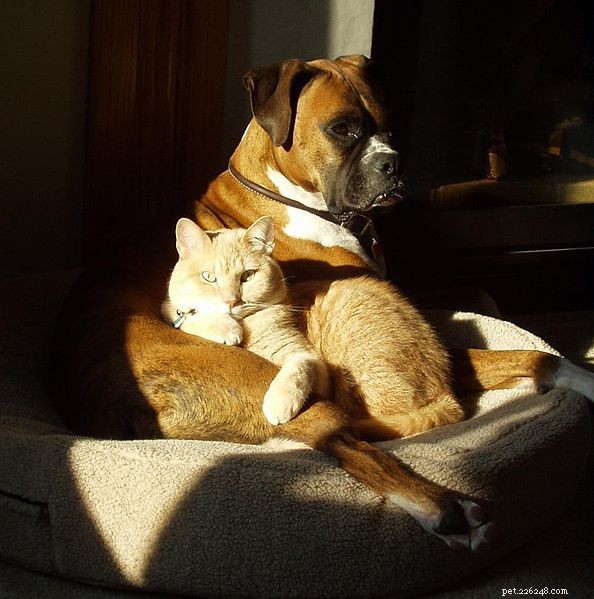 Compatibiliteit met huisdieren – Helpen om een ​​succesvol samenleven tussen huisdieren en mensen te verzekeren