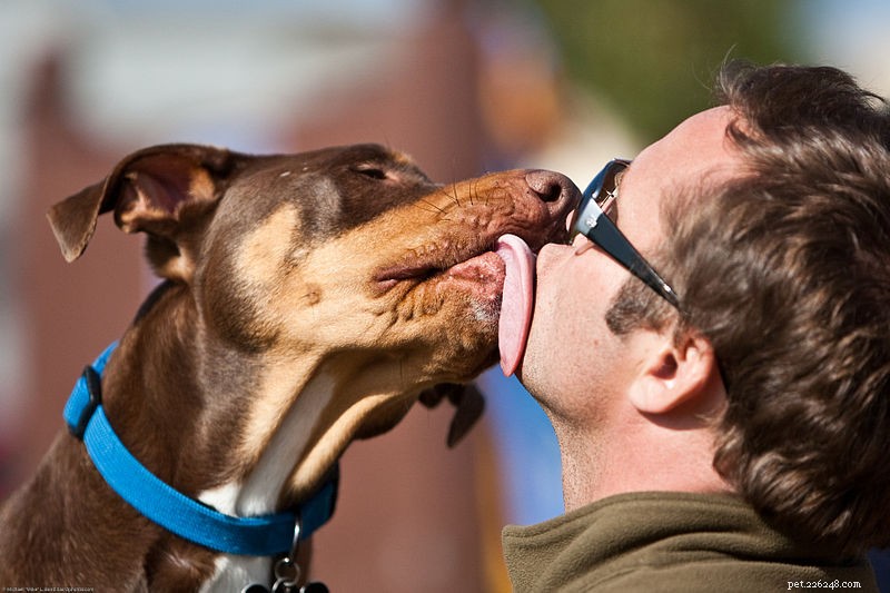 Sällskapsdjurskompatibilitet – hjälper till att säkerställa ett framgångsrikt samliv mellan husdjur och människor