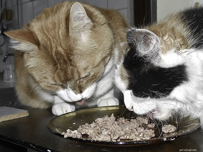 キティ料理–あなたのペットに最適なキャットフードを選ぶ 