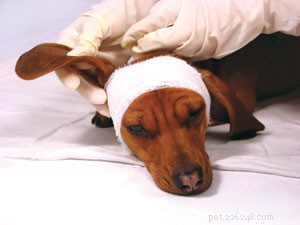 Remédios caseiros para doenças menores de animais de estimação