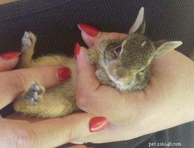 Stuiterende babykonijntjes – wilde konijnen in de lente